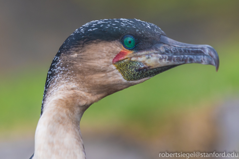 cormorant